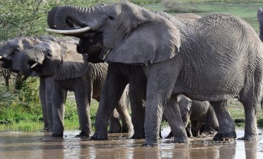 At a muddy savanna waterhole, African elephants stand together and drink while a calf stays close in the wildlife reserve under the midday sun.