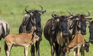 Wildebeest herd with newborn calves grazes on the Ndutu plains during the migration calving season, linked to a 14-day journey to Zanzibar Island.