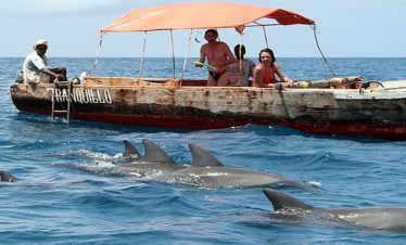 Tourists watch dolphins swimming beside a wooden boat with an orange canopy on the open ocean during a boat excursion.