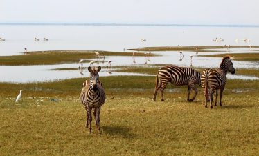 Two zebras with bold striped coats walk across a grassy lakeshore as flamingos feed in shallow water under a pale sky.