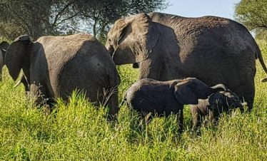 A herd of African elephants moves through tall green grass, with calves close beside the adults in a sunlit savannah clearing near scattered trees.