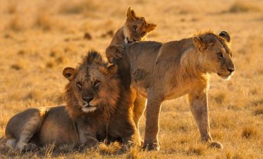 A lion cub climbs over a lioness while a male lion rests beside them in warm golden grass on an open savannah.