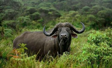 Horned buffalo with a dark coat resting in tall green grass, surrounded by dense tropical greenery and woodland background.