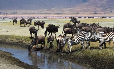 Zebras and wildebeests gathered around a water source in a natural landscape.
