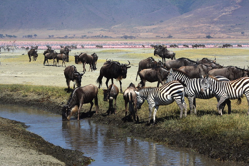 Zebras and wildebeests gathered around a water source in a natural landscape.