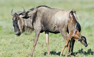A wildebeest gives birth on the Ndutu plains during the Serengeti migration in Tanzania, with the calf emerging beside the mother.