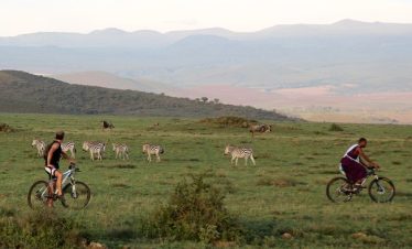 Two cyclists riding bicycles alongside a group of zebras on a grassy landscape.