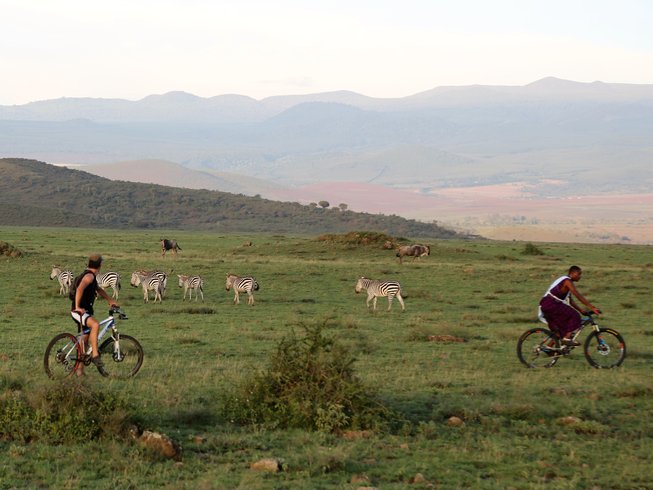 Two cyclists riding bicycles alongside a group of zebras on a grassy landscape.
