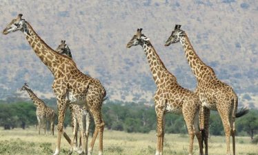 Several giraffes stand and walk across an open African savanna, with a smaller calf nearby and hills rising in the background under a clear sky.