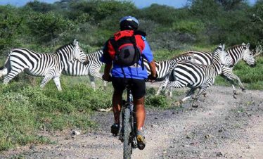 A cyclist on a dirt path with zebras running in the background in a natural setting.