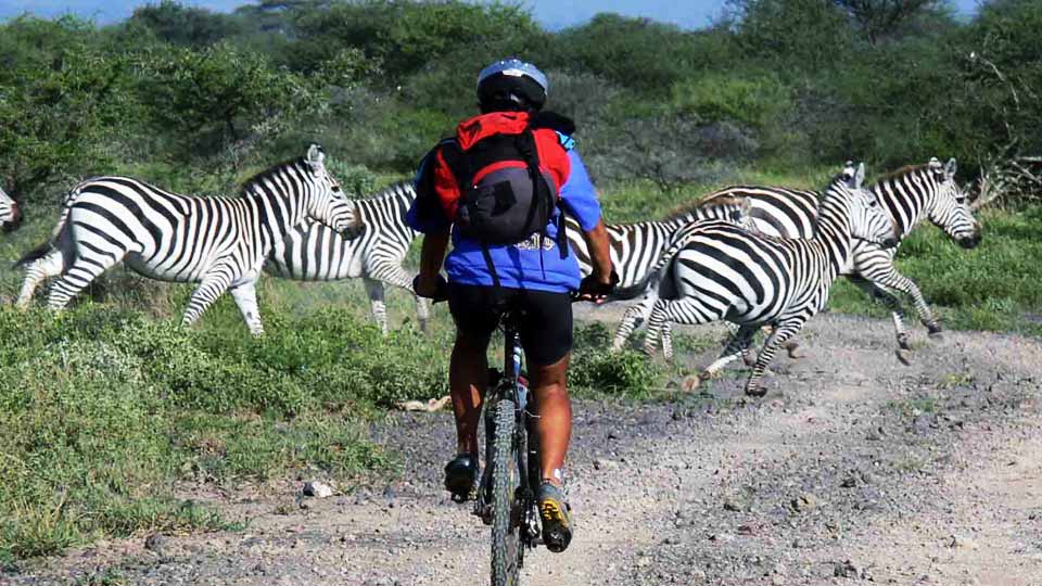A cyclist on a dirt path with zebras running in the background in a natural setting.