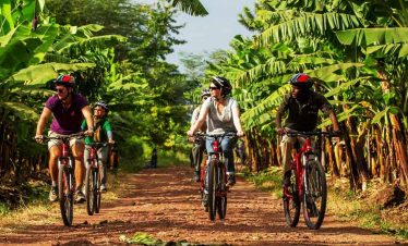 Group of cyclists wearing helmets riding mountain bikes through a banana plantation path.