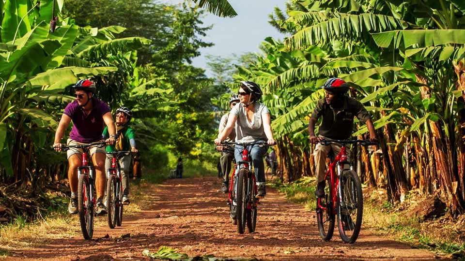 Group of cyclists wearing helmets riding mountain bikes through a banana plantation path.