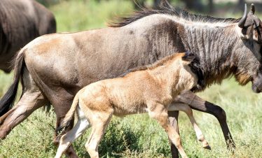 A wildebeest mother walks beside her newborn calf on the open savannah, with another wildebeest in the background and tall grass around them.
