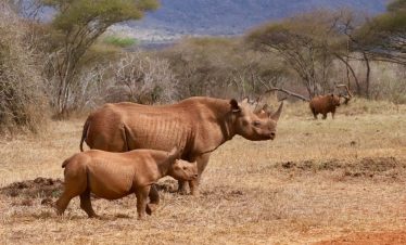 Brown rhinoceros with calf standing in a dry savannah among sparse trees and yellow grass, with distant hills on the horizon