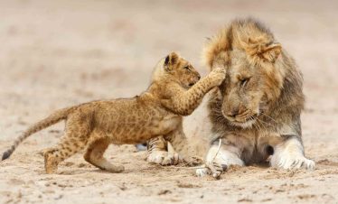A lion cub reaches up to touch an adult lion's face while resting on sandy ground in Serengeti National, with both animals calm and close.