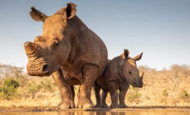 Two rhinoceroses, an adult and a calf, stand near a water edge in Mkomanzi National Park, set against a brown savanna and clear sky.