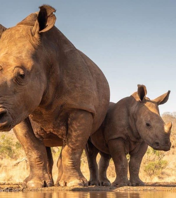 Two rhinoceroses, an adult and a calf, stand near a water edge in Mkomanzi National Park, set against a brown savanna and clear sky.