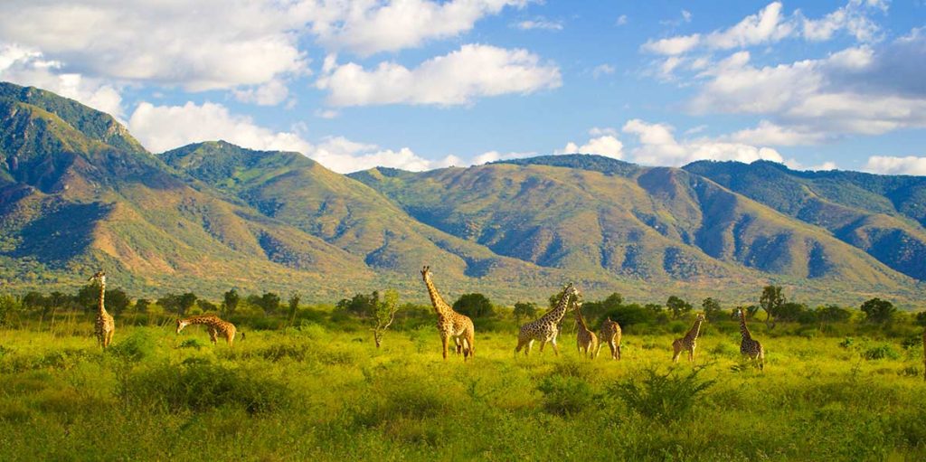 Giraffes standing and grazing in Mkomazi National Park's expansive savannah, with distant green mountains, scattered trees, and a bright blue sky above a sunny day.