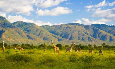 Giraffes standing and grazing in Mkomazi National Park's expansive savannah, with distant green mountains, scattered trees, and a bright blue sky above a sunny day.
