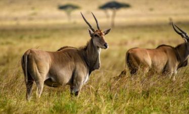 Mkomazi National Park scene with brown-coated antelopes standing in savannah grassland, featuring long curved horns and open landscape