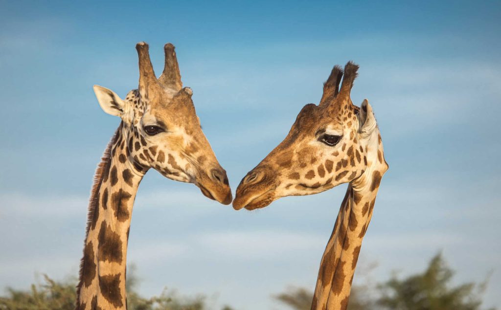 Two giraffes facing each other in Mkomazi National Park with clear blue sky in the background.