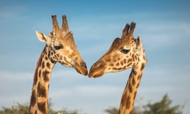 Two giraffes facing each other in Mkomazi National Park with clear blue sky in the background.