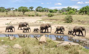 Herd of brown elephants crossing a shallow waterhole in Tarangire National Park, Tanzania, with rocks, dry savannah, green trees, and a clear blue sky