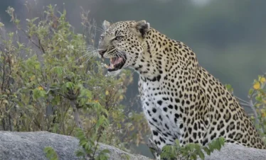 A spotted leopard snarls beside rocks and shrubs in Serengeti National Park, with its head turned left against a soft green backdrop.