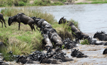 Wildebeest and other animals crowd a river crossing in Serengeti National Park, with splashing water and a grassy bank on the far side nearby.