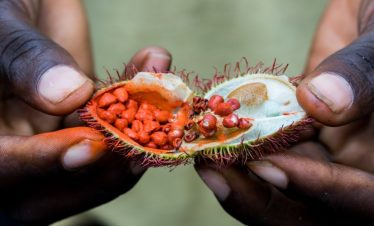 Bright red tropical fruit is split open by hand during a Zanzibar spice tour, revealing glossy seeds and spiky skin.