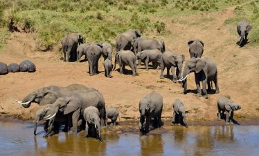 Gray elephants gather at a muddy waterhole along the riverbank in Tarangire National Park, Tanzania, with a herd drinking and some calves nearby
