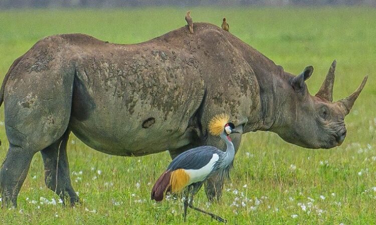 A rhinoceros with two birds on its back and a grey crowned crane walking nearby in the Ngorongoro Crater.