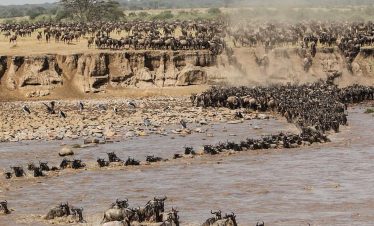 Thousands of wildebeest surge through the Mara River while dust rises from the banks and herds crowd the edge of the Serengeti crossing.