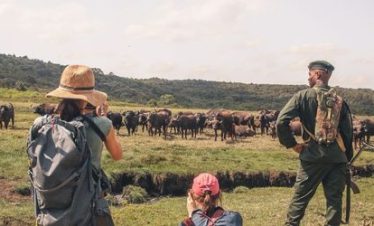 Wildebeest herd moving across a grassy plain during the calving season, with guides and backpacks watching from a hilly valley.