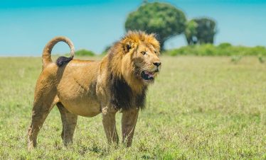 A male lion with a full mane stands in tall grass on the Serengeti plain under a bright blue sky, alert with his tail curled high.