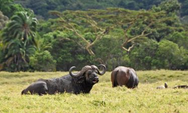 Two Cape buffalo rest on grassy savannah in Arusha National Park, with green vegetation and trees forming a natural backdrop.