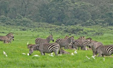 Striped zebras graze and walk across green grassy plains in Arusha National Park, surrounded by bushy hills and scattered white birds.