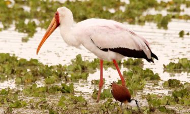 White and red-orange birds standing in shallow lake water among green floating vegetation, with a second brown bird nearby