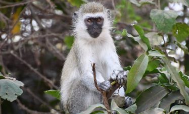 Bold Monkey with gray and white fur, bushy hair and dark eyes, sitting among dense green tropical leaves and branches outdoors