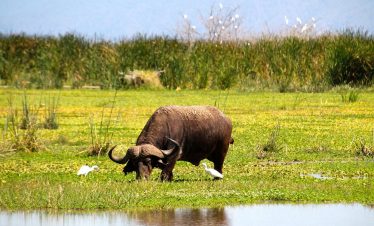 Dark horned buffalo grazing on green grassy field near calm water, long curved horns, glossy brown hide, bright sky haze, rural landscape.