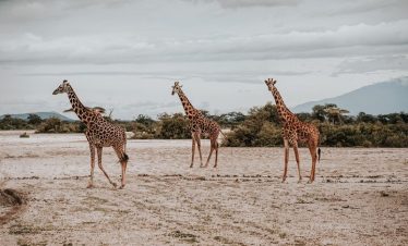 Spotted, tall giraffes stand on dry savanna grassland under overcast skies, with shrubs and distant hills in the background.