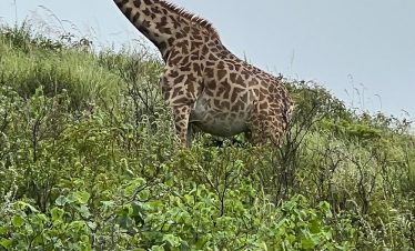 A tall giraffe with a spotted coat stands above lush green bushes, reaching upward under a clear blue sky.
