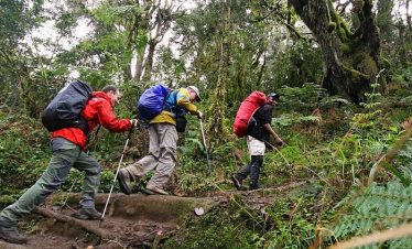 Hikers in rainy conditions trek through a muddy forest path with trekking poles, navigating lush green vegetation and ferns.