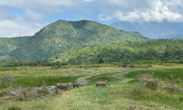 Grazing buffalo move through lush green grassland with rocky patches, framed by dense mountainous hills under a cloudy sky.