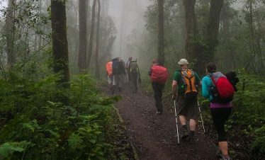 Hikers with large backpacks walk along a misty forest trail surrounded by dense green vegetation, trekking poles, and rain-damp conditions