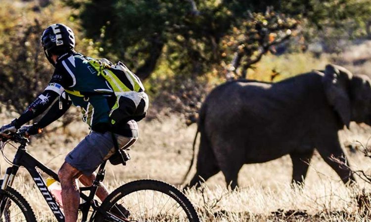 A mountain biker riding a bicycle with an elephant walking in the background in a natural setting.
