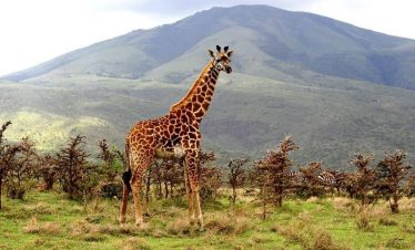 Brown, spotted giraffe at Lake Manyara with distant hills and acacia trees, standing on grassy savanna under soft daylight.