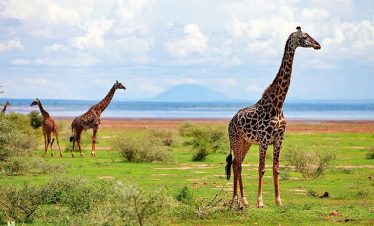 Three tall giraffes with distinctive brown and cream spotted coats roam a lush savannah beside a distant lake under a bright blue sky