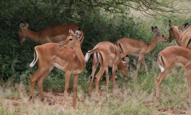 Grant Gazzeles herd of tan slender antelopes grazing near green bushes in a savannah setting with dry grasses